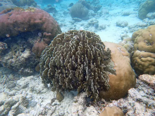 Maldivler adalarındaki mercan kayalıkları