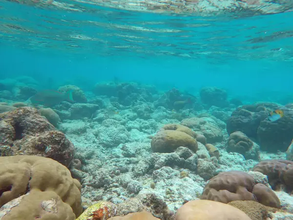 Maldivler adalarındaki mercan kayalıkları