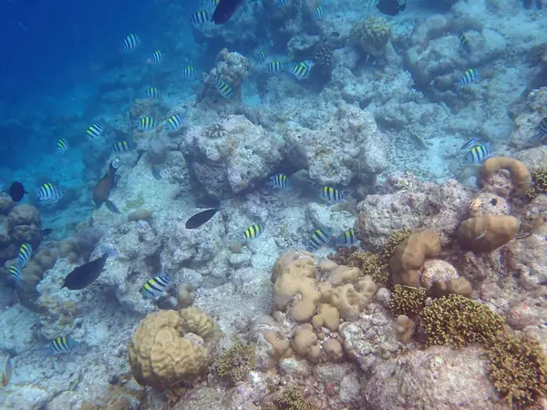 Maldivler adalarındaki mercan kayalıkları