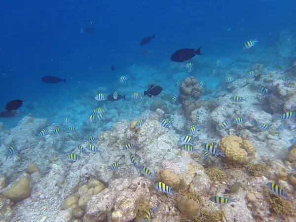 Maldivler adalarındaki mercan kayalıkları