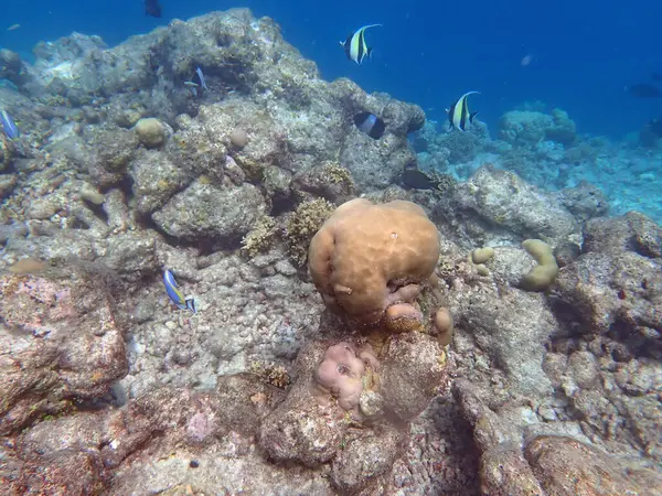 Maldivler adalarındaki mercan kayalıkları