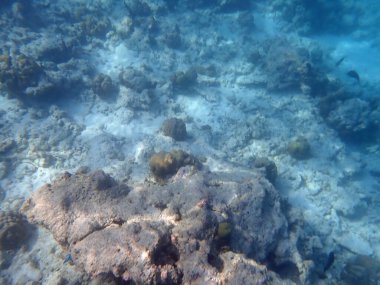 Maldivler adalarındaki mercan kayalıkları