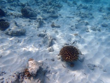 Maldivler adalarındaki mercan kayalıkları