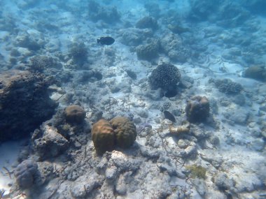 Maldivler adalarındaki mercan kayalıkları