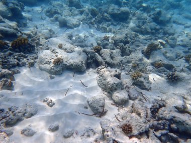 Maldivler adalarındaki mercan kayalıkları