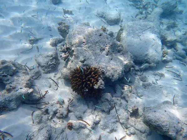 Maldivler adalarındaki mercan kayalıkları