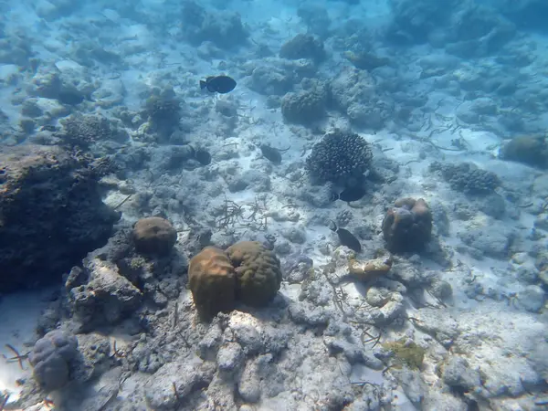 Maldivler adalarındaki mercan kayalıkları