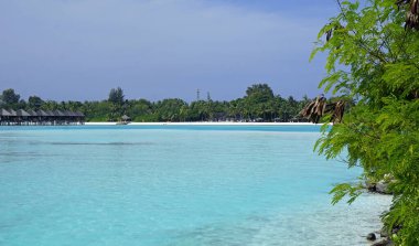 Maldivler üzerinde tropik egzotik islad cenneti