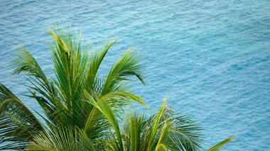 Maldivler 'de güneşli tropik bir sahil cenneti manzarası.