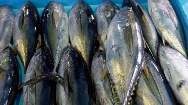 Yerel balıkçıdan taze balık. 