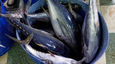 Yerel balıkçıdan taze balık. 