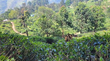 Ella, Sri Lanka 'daki vahşi çay çiftlikleri.