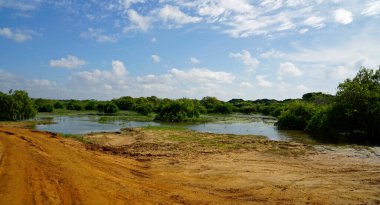 Sri Lanka 'daki Yale Ulusal Parkı manzaralı.