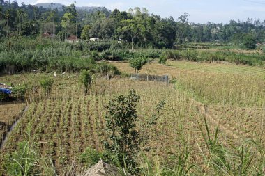 Sri Lanka 'da Ella yakınlarındaki zengin tarım bölgesi