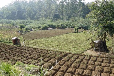 Sri Lanka 'da Ella yakınlarındaki zengin tarım bölgesi