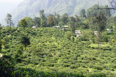 Ella, Sri Lanka 'daki vahşi çay çiftlikleri.