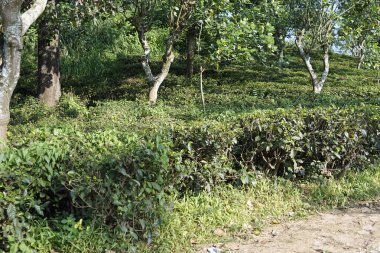 Ella, Sri Lanka 'daki vahşi çay çiftlikleri.