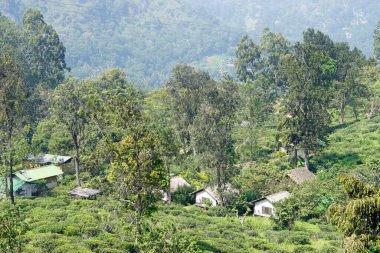 Ella, Sri Lanka 'daki vahşi çay çiftlikleri.