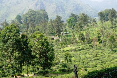 Ella, Sri Lanka 'daki vahşi çay çiftlikleri.