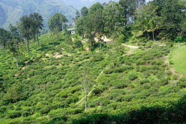 Ella, Sri Lanka 'daki vahşi çay çiftlikleri.