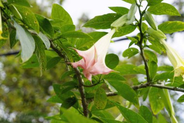 Sri Lanka 'da renkli egzotik çiçekler