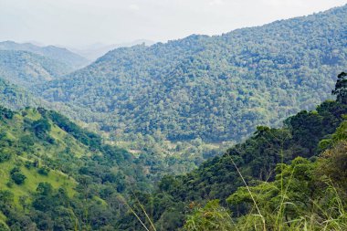 Sri Lanka Ella 'daki dağların manzaralı yeşil manzarası.