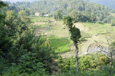 Sri Lanka 'daki dağlarda ve vadilerde pirinç tarlaları