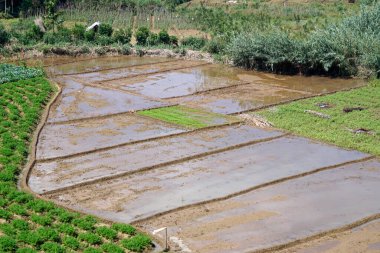 Sri Lanka 'daki dağlarda ve vadilerde pirinç tarlaları