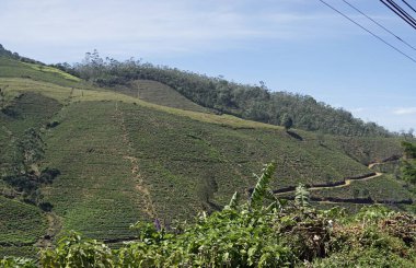 Sri Lanka dağlarında büyük çay tarlaları