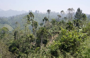 Sri Lanka Ella 'daki dağların manzaralı yeşil manzarası.