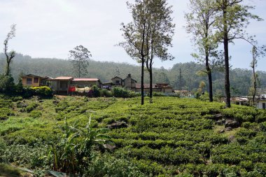 Sri Lanka dağlarında büyük çay tarlaları