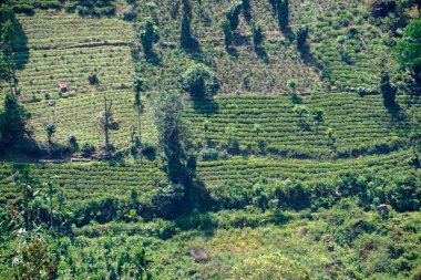 Sri Lanka dağlarında büyük çay tarlaları