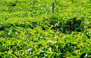 Sri Lanka dağlarında büyük çay tarlaları