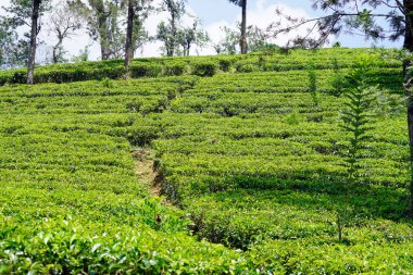 Sri Lanka dağlarında büyük çay tarlaları