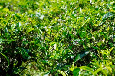 Sri Lanka dağlarında büyük çay tarlaları