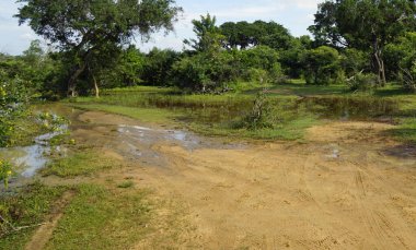 Sri Lanka 'daki Yale Ulusal Parkı manzaralı.
