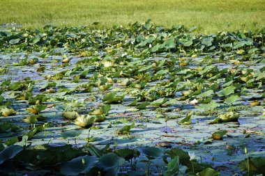 Sri Lanka 'daki Yale Ulusal Parkı manzaralı.