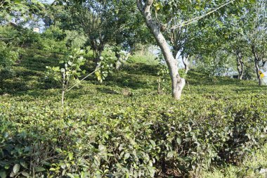 Ella, Sri Lanka 'daki vahşi çay çiftlikleri.