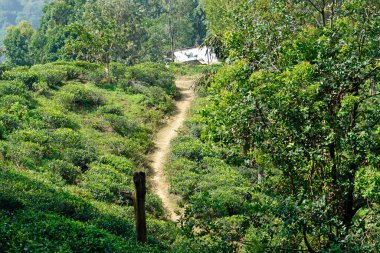 Ella, Sri Lanka 'daki vahşi çay çiftlikleri.