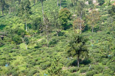 Ella, Sri Lanka 'daki vahşi çay çiftlikleri.