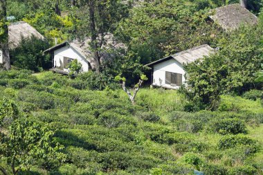 Ella, Sri Lanka 'daki vahşi çay çiftlikleri.