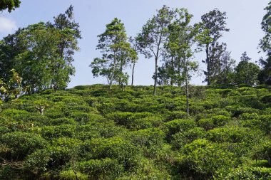 Ella, Sri Lanka 'daki vahşi çay çiftlikleri.