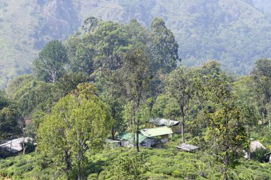 Ella, Sri Lanka 'daki vahşi çay çiftlikleri.