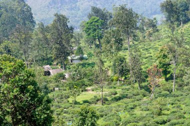 Ella, Sri Lanka 'daki vahşi çay çiftlikleri.