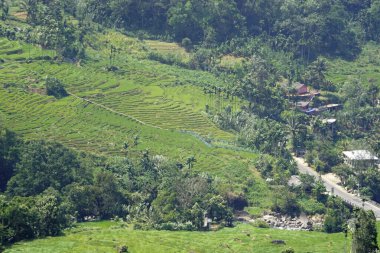 Sri Lanka dağlarında büyük çay tarlaları