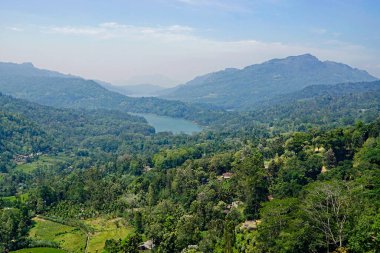 Sri Lanka dağlarında büyük çay tarlaları