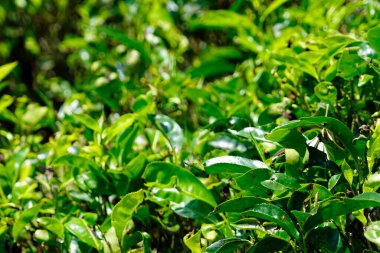 Sri Lanka dağlarında büyük çay tarlaları