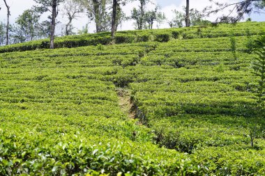 Sri Lanka dağlarında büyük çay tarlaları