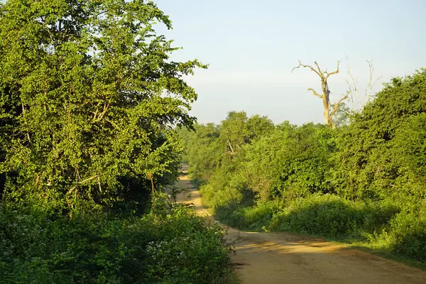 Sri Lanka 'daki Uduwalewe Ulusal Parkı' nın manzarası
