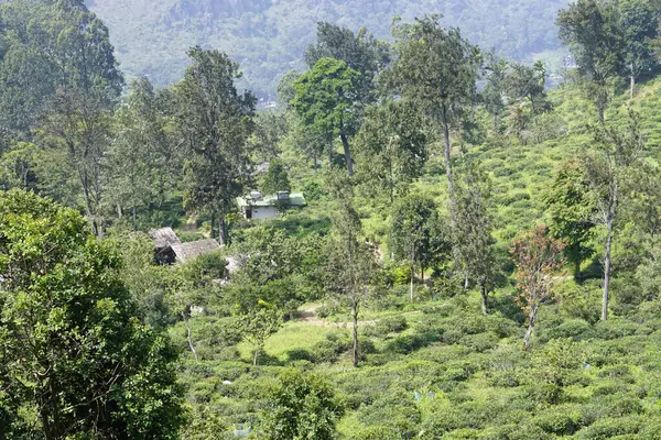 Ella, Sri Lanka 'daki vahşi çay çiftlikleri.